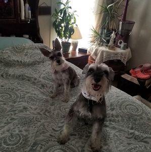 Meet your Posher, Wayne n robyn